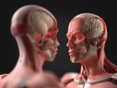 Facing human anatomy models clipart