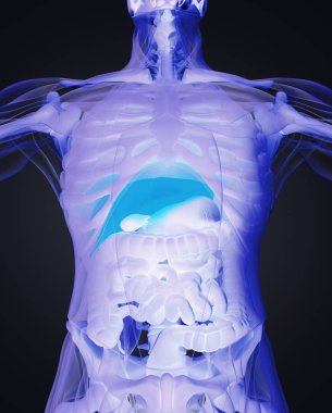 insan anatomisi modeli