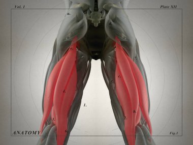 Hamstring kas grubu anatomi modeli
