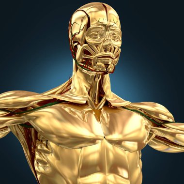 Krom insan anatomisi modeli