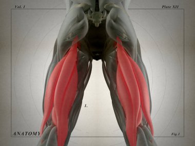 Hamstring kas grubu anatomi modeli