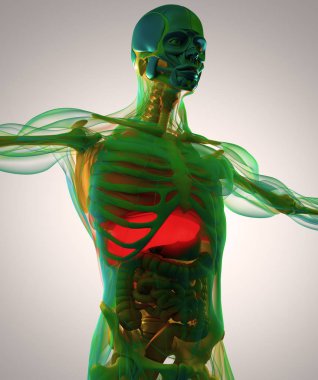 insan anatomisi modeli