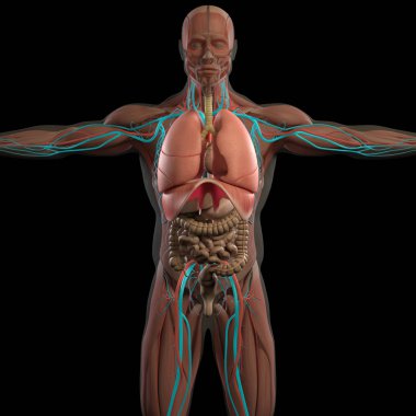 insan anatomisi modeli