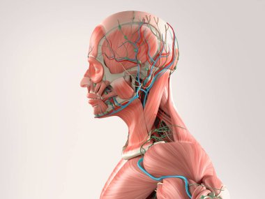erkek anatomisi modeli