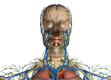 İnsan beyni itici sistem