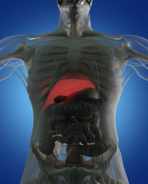 insan anatomisi modeli