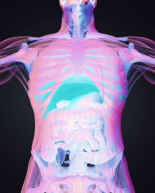 insan anatomisi modeli