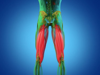 Hamstring kas grubu anatomi modeli