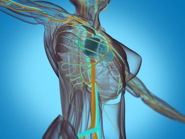 kadın vücudu anatomisi