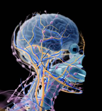 İnsan beyni itici sistem