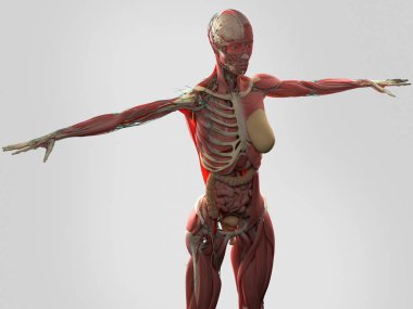 kadın vücudu anatomisi