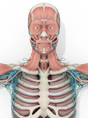 İnsan anatomisi kas sistemi tıbbi 