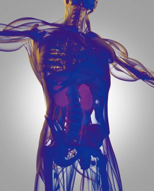 insan böbrek anatomisi modeli