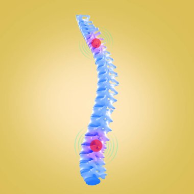 İnsan omurga modeli