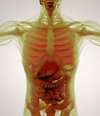 İnsan akciğerleri anatomisi modeli