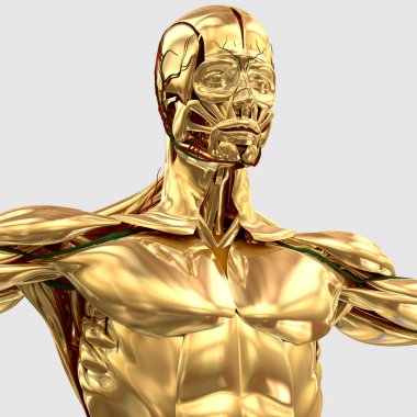 Krom insan anatomisi modeli