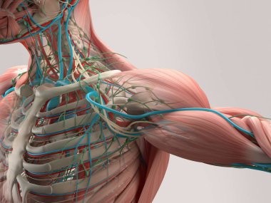 İnsan omuz anatomisi