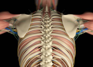 Human back anatomy model clipart