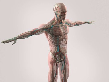 insan anatomisi modeli