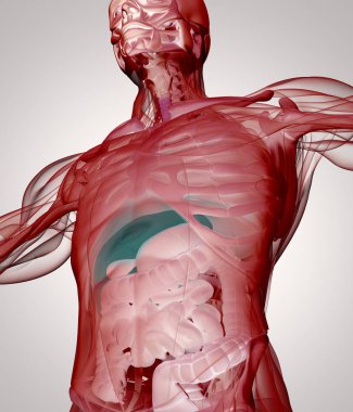 insan anatomisi modeli