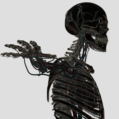 Damar sistemi ile insan iskeleti