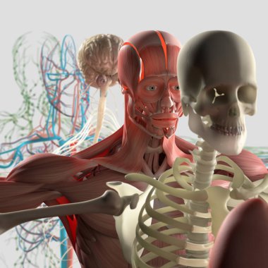 İnsan anatomisi şemayı göster