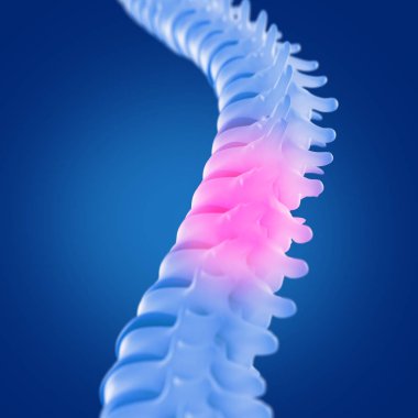 İnsan omurga modeli