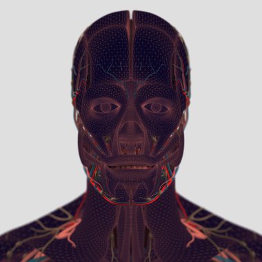 erkek anatomisi modeli