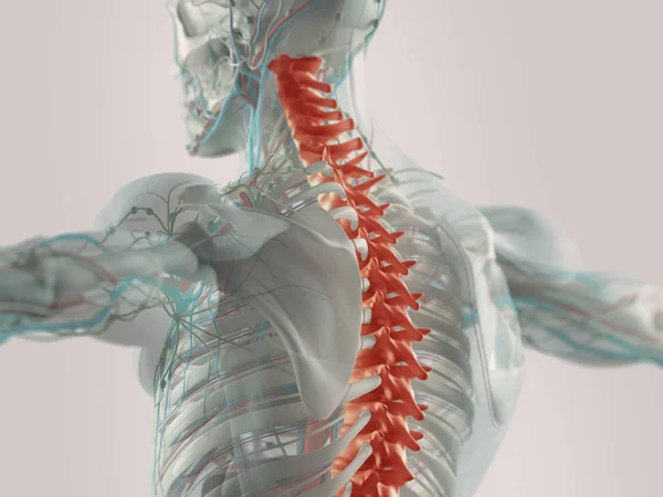 Modelo da coluna vertebral humana — Fotografia de Stock