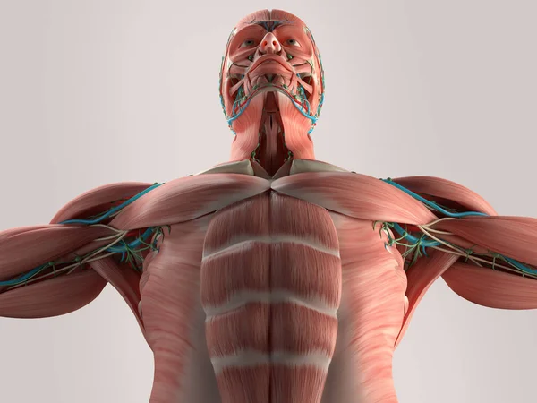 Modelo de anatomía del torso humano — Foto de Stock