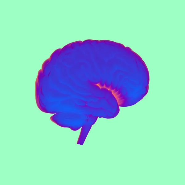 Людський мозок модель — стокове фото