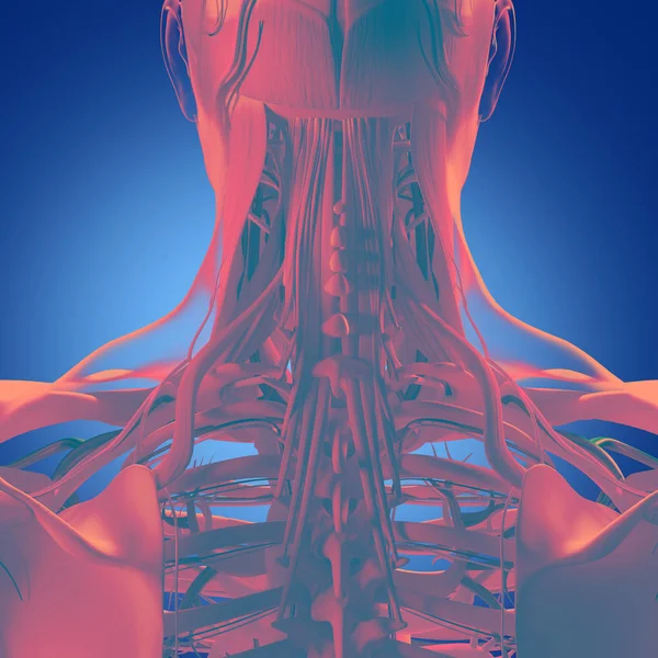 Modèle d'anatomie du cou et de la colonne vertébrale humaine — Photo