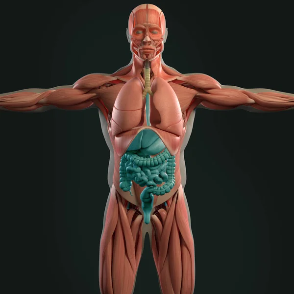 Modello anatomico umano — Foto Stock