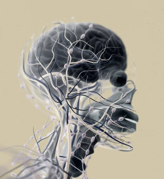 人类的大脑脉冲系统 — 图库照片