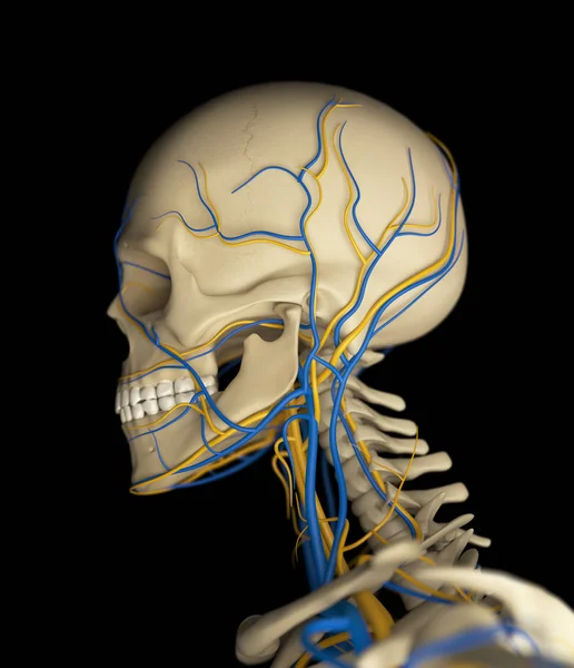 Anatomický model lidské lebky — Stock fotografie