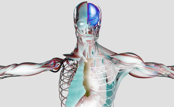 Miespuolinen anatomian malli — kuvapankkivalokuva