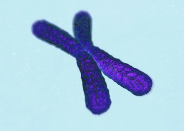 Chromosome X microscopic model — Stock Photo, Image