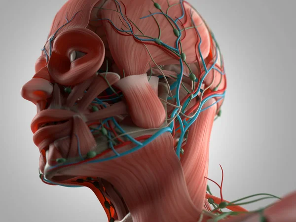Ανθρώπινο κεφάλι μοντέλο ανατομίας — Φωτογραφία Αρχείου