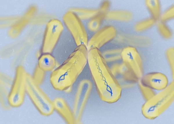 Cromossomas X modelos microscópicos — Fotografia de Stock