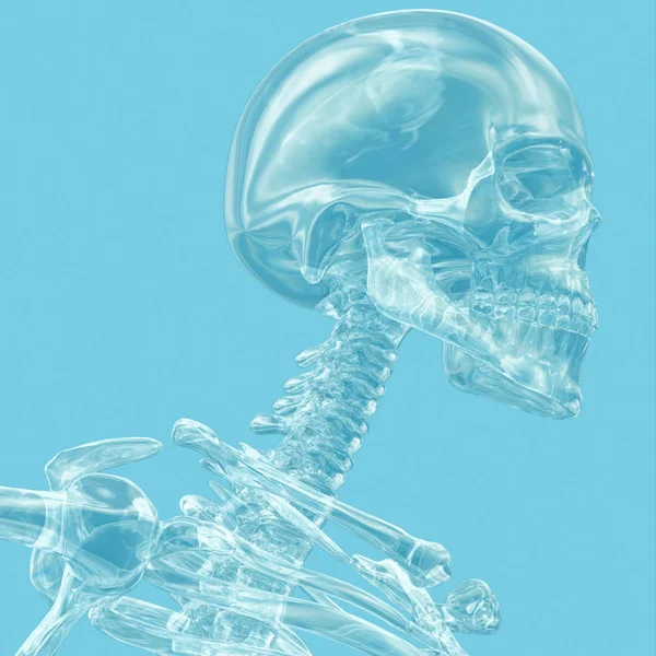 人間の頭蓋骨モデル — ストック写真
