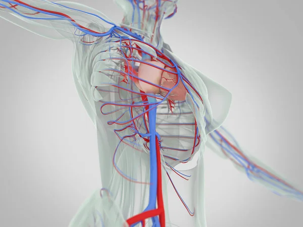 Kadın vücudu anatomisi — Stok fotoğraf