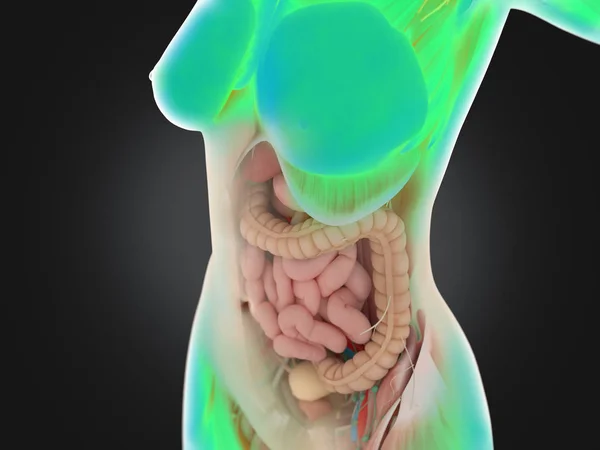 Anatomia do tronco feminino — Fotografia de Stock