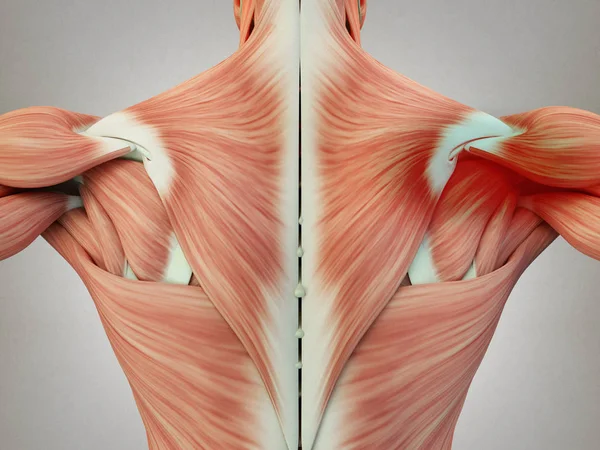 Чоловічі м'язи спини тулуба — стокове фото