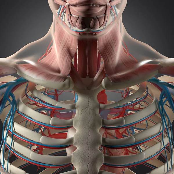 人类胸廓解剖模型 — 图库照片