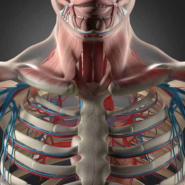 Modèle d'anatomie de cage thoracique humaine — Photo