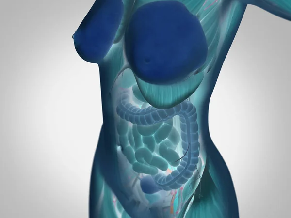 Anatomie van de vrouwelijke torso — Stockfoto