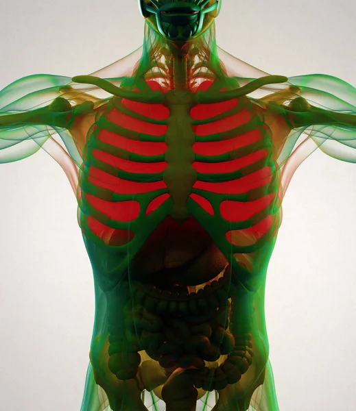 Modelo de anatomía de pulmones humanos — Foto de Stock
