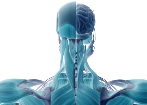 Анатомия головы человека вид сзади — стоковое фото