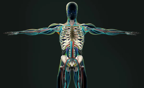 Modello anatomico umano — Foto Stock