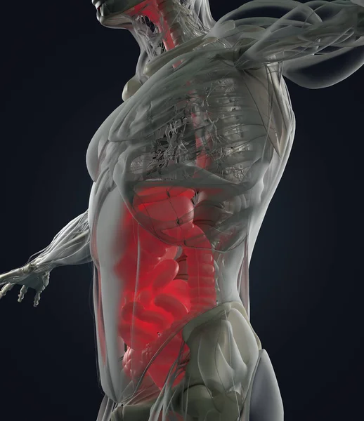 消化系统解剖模型 — 图库照片